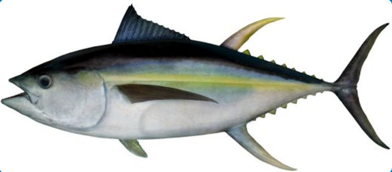 Thunnus albacares_03.jpg